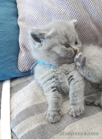 adorable chatons type British Shortair