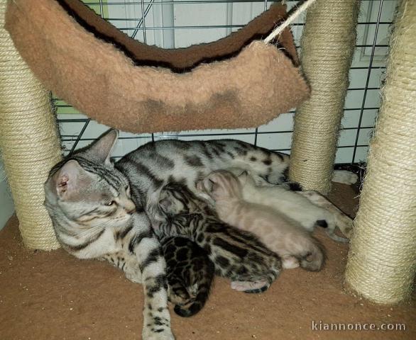 Disponible 2 chatons bengal