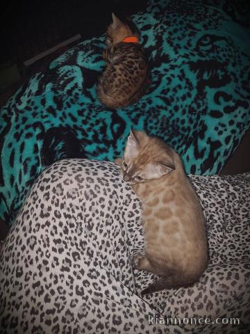 superbe chatons bengal 