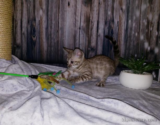 sublime chatons bengal