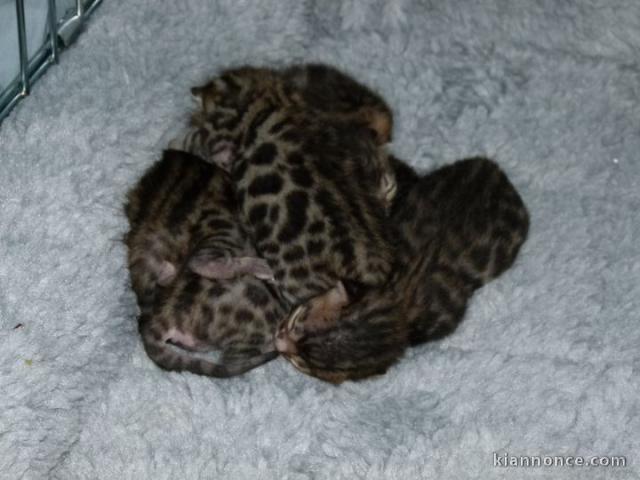 magnifique chatons bengal
