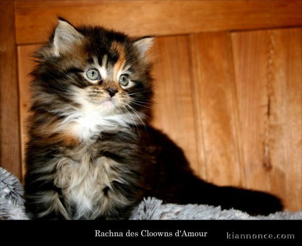 splendide Chatons maine coon A donner mâle te femelle