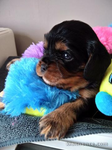 Adoption Chiots Cavalier King Charles Mâle et Femelle