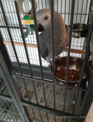 Perroquet male élevée main à adopter