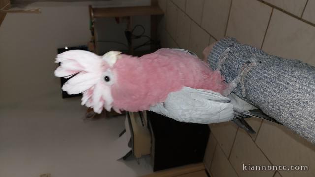 Cacatoès Rosalbin femelle de 3 ans 