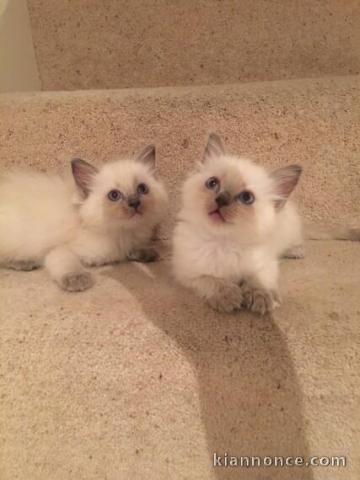 Sublimes chatons type ragdoll