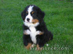 Magnifique et adorable chiot bouvier bernois