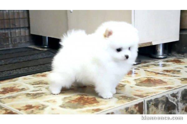 Magnifique et adorable chiot spitz nain