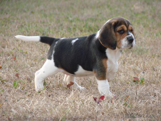 Charmante Chiot Beagle femelle