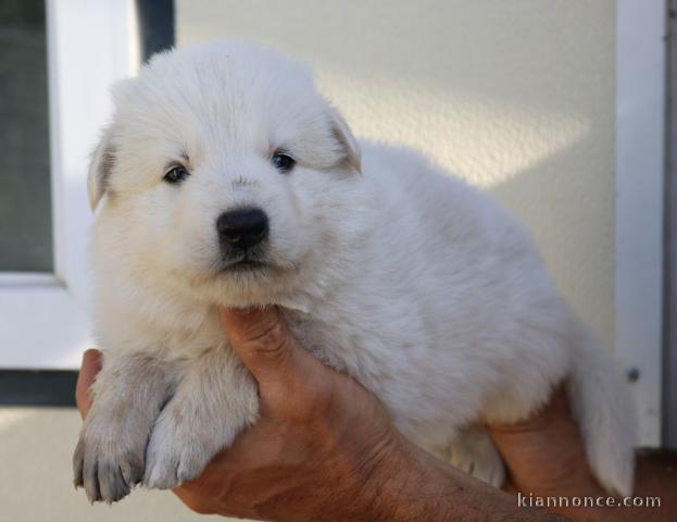 Magnifique Chiot Berger Blanc Suisse