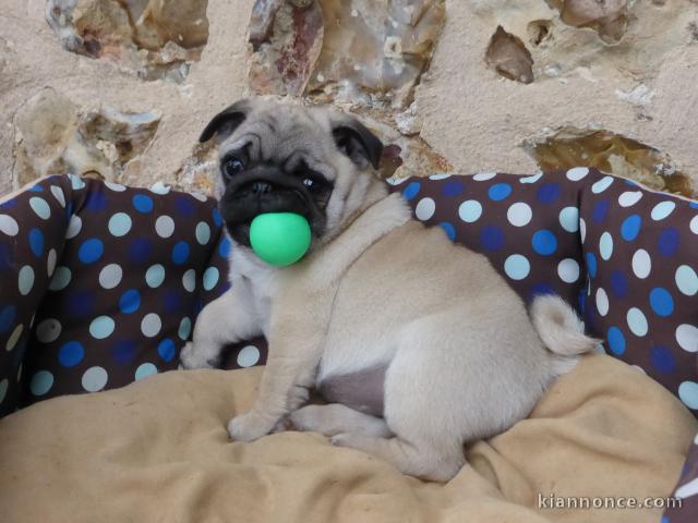 Superbe chiot carlin mâle 