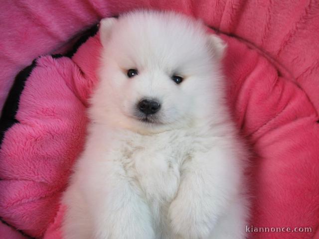 Adorable Chiot Spitz japonais