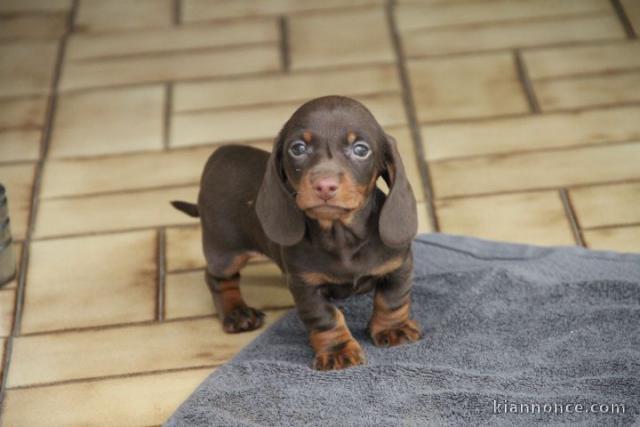 Magnifique Chiot Teckel poil ras