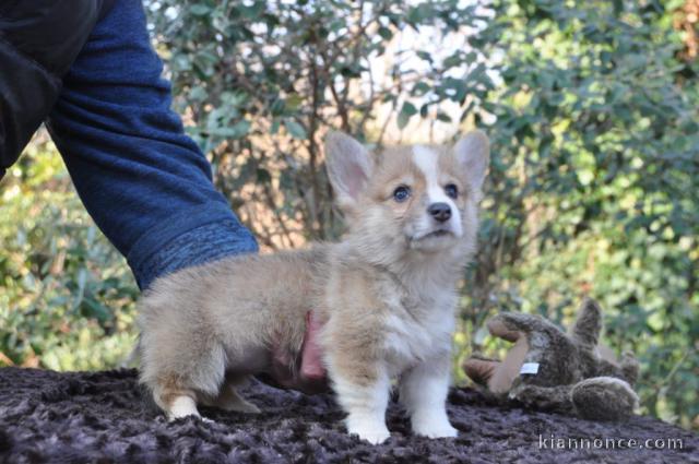 Magnifique Chiot Welsh Corgi Pembroke