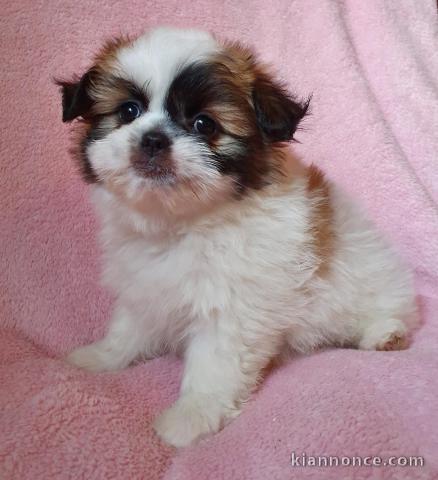 Adorable pomeranie Femelle