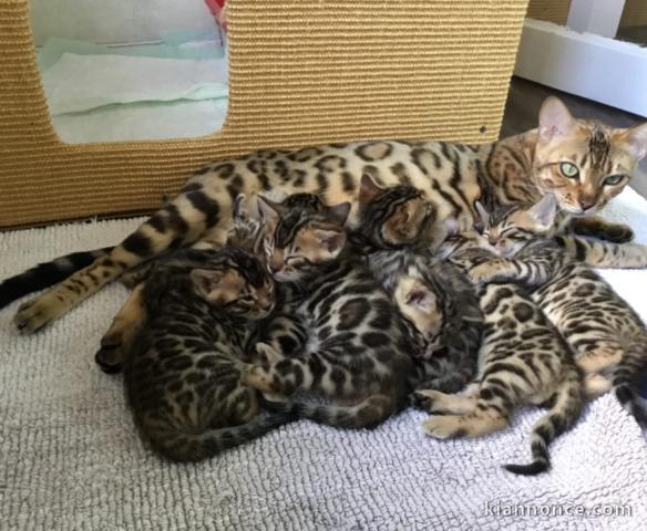 Chatons bengal disponibles