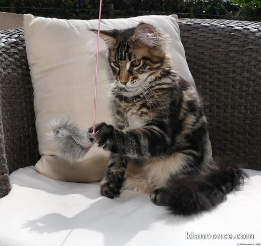 donne chatons main coon pour adoption