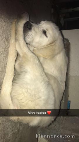 Chiot golden retriever mâle 