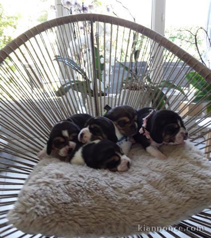PRTEE CHIOTS BEAGLE LOF A DONNER 