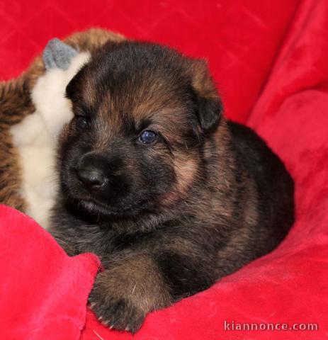 Chiots Berger allemand