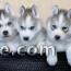 Magnifique Chiots Husky Sibérien disponible de suite 