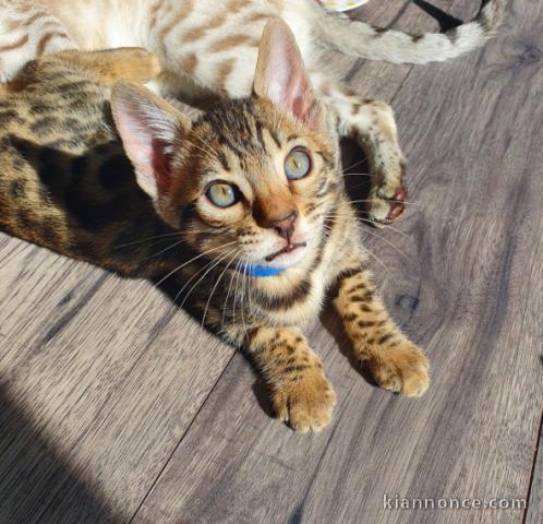 superbes chatons de race Bengal non LOOF