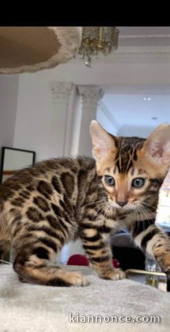 superbes chatons de race Bengal non LOOF
