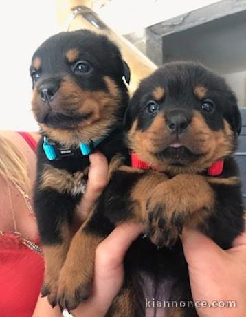 Chiots rottweiler disponible