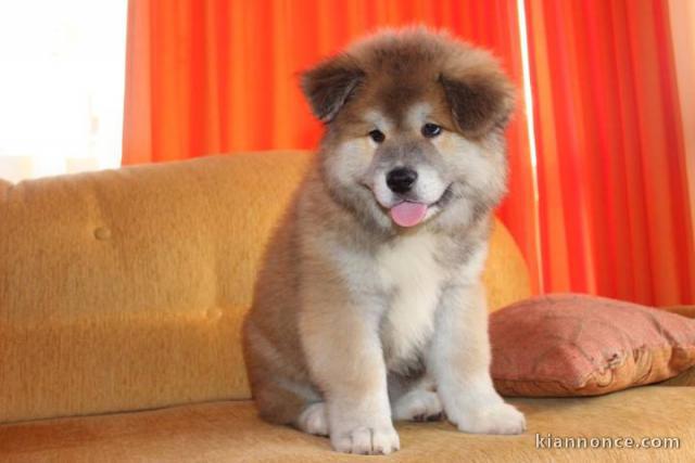 Chiots de race Akita inu