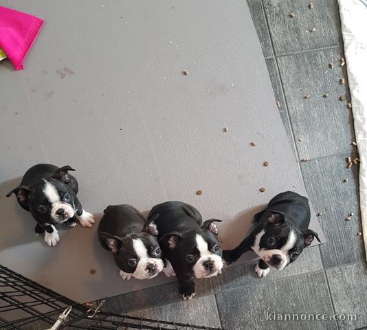 A donner Chiots Boston terrier