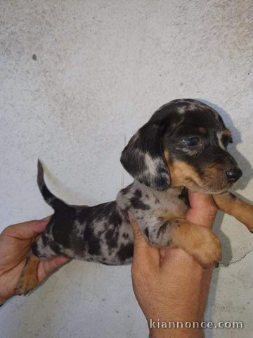 Teckel Miniature Dauchshund