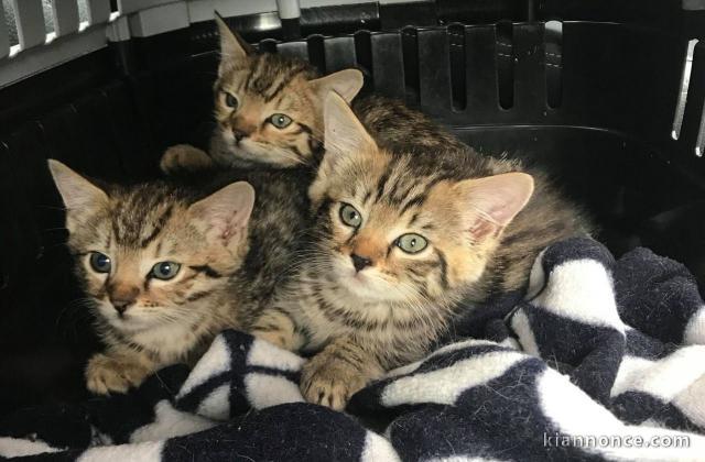 bengal dispos de suite 