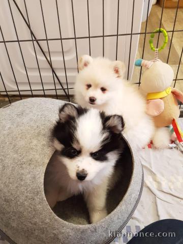 Magnifiques chiots husky sibérien