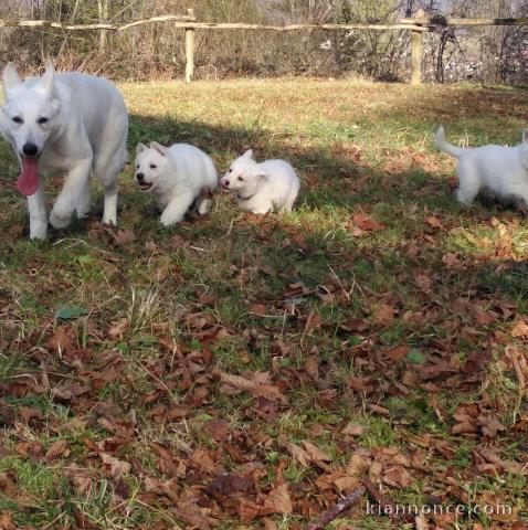 Chiots Berger Blanc Suisse
