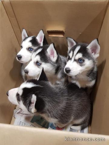  DISPOBIBLE CHIOT DE TYPE HUSKY SIBERIEN