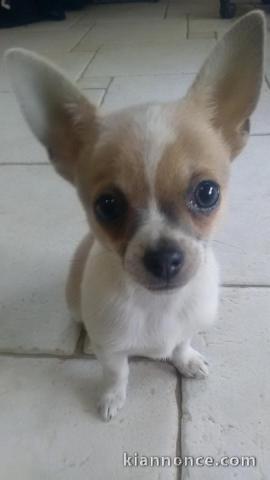 magnifique chihuahua a donner