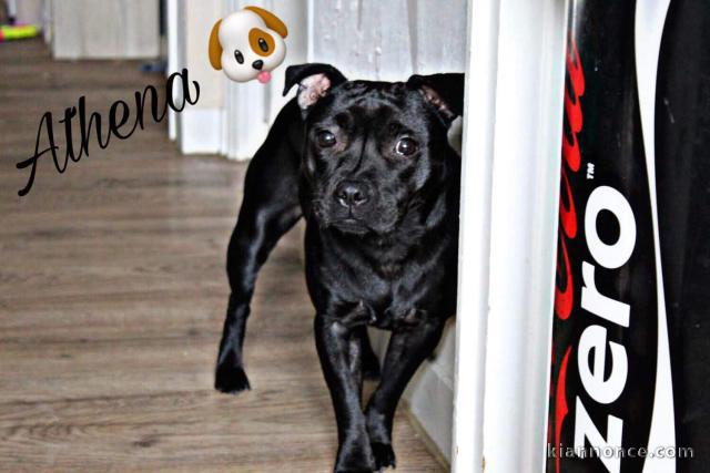 Vend femmelle Staffie noire LOF
