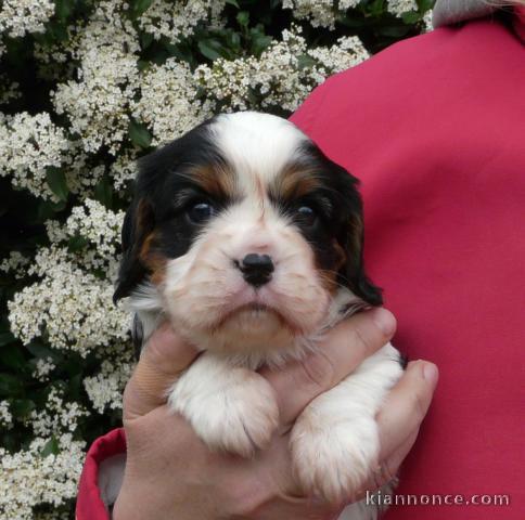 Don de Chiots Cavalier King Charles