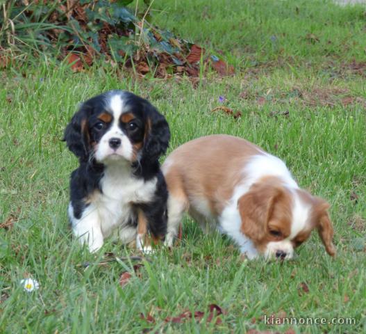Don de Chiots Cavalier King Charles