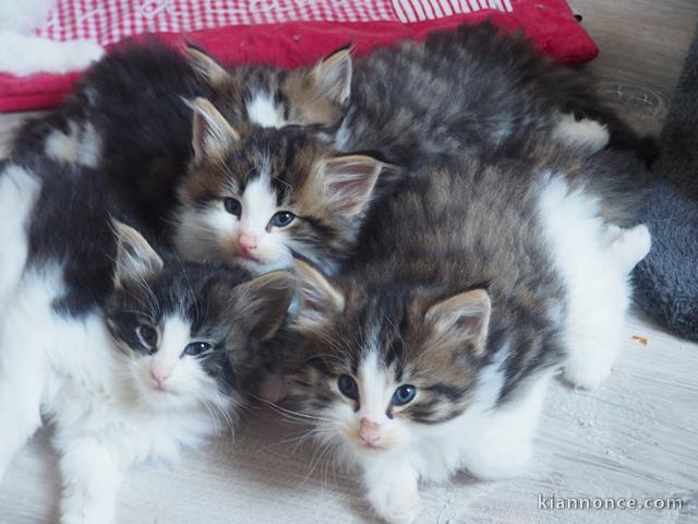 Tres beaux chatons norvegiens loof