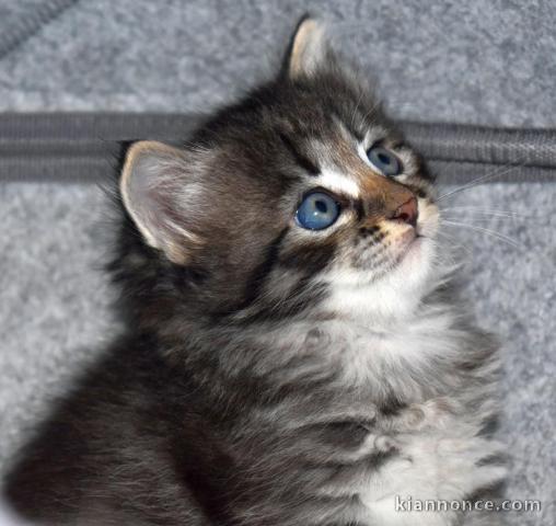 Chatons Sibériens pour compagnie