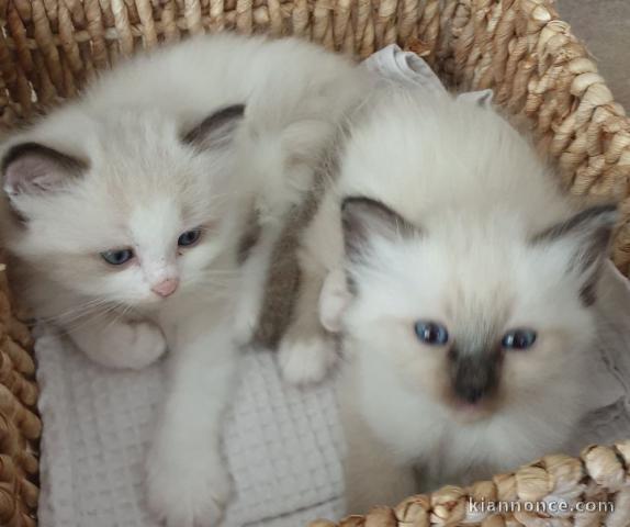   donner chaton sacré Birmanie femelle et mâle