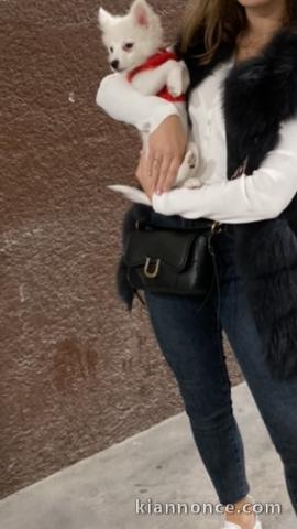 Femelle Poméranien  blanche 