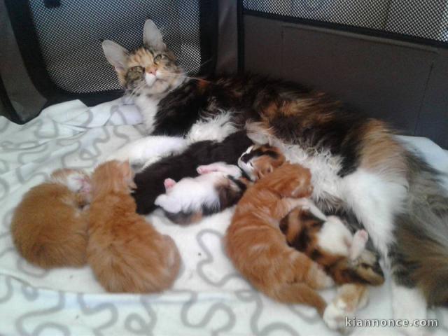 A donner chaton main coon