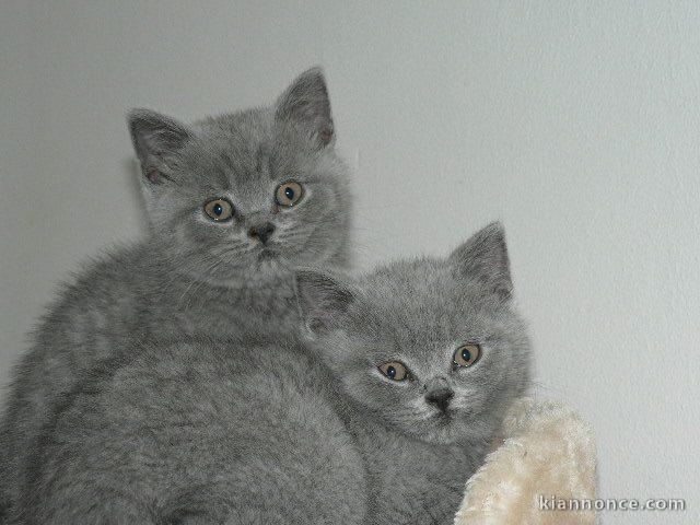 A donner chatons british shorthair