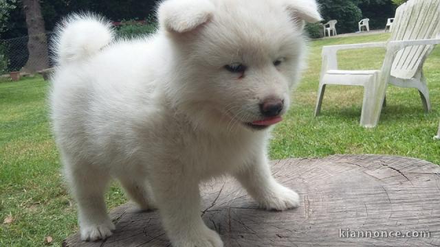 Chiots akita inu lof a donner