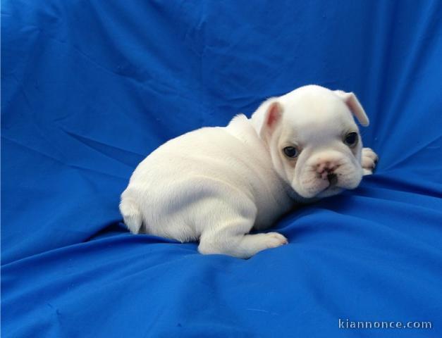 A donner chiots bouledogue français