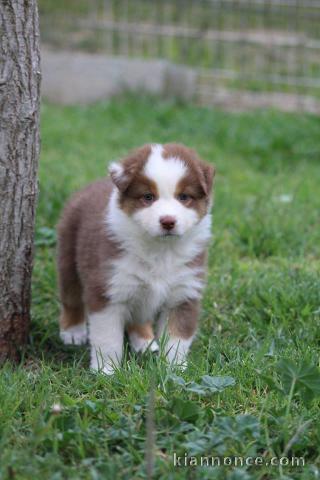 Magnifiques chiots bichon havanais à donner