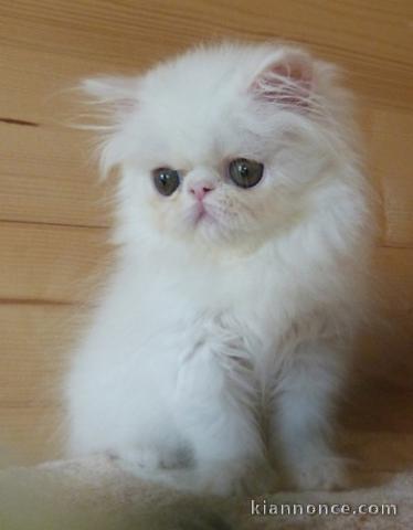 disponible chaton persan