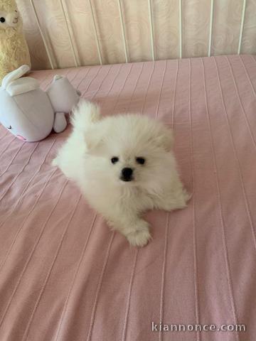 Chiots Spitz Nain à donner 